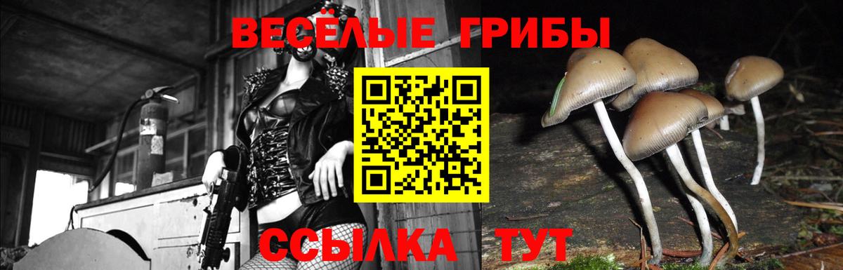 Галлюциногенные грибы Psilocybine cubensis Кропоткин